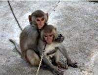 Sốt rét khỉ có thể truyền bệnh cho người ?