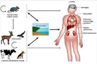 Bệnh Leptospirose và những đặc điểm lâm sàng cần phân biệt với sốt rét ác tính thể gan mật