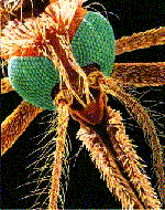 Nấm mốc, vũ khí mới giúp phòng chống bệnh sốt rét