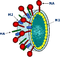 Phương thức mới trong sản xuất vaccine phòng cúm gia cầm từ các tế bào côn trùng
