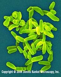 Phòng chống Bệnh sốt Q (Query fever) và vi khuẩn Coxiella burnetii