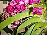 Thơ chúc Tết Xuân Canh Dần của GS. TSKH. Phạm Mạnh Hùng