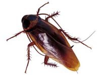 Cách diệt gián nhà đơn giản