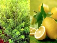 Liệu các hợp chất [Artemesia + lá chanh] có thể là phương thuốc dự phòng sốt rét trong tương lai?