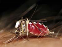 Muỗi cái “có mang ” có đốt máu không ?