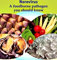 Nguyên nhân và tác hại của tình trạng nhiễm norovirus