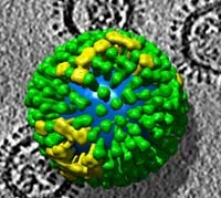 Sự lai tạo giữa 2 loại virus cúm ở người và gia cầm có thể sẽ tạo ra những đợt dịch mới