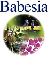 Phân biệt bệnh Babesia với sốt rét tiểu huyết cầu tố khi bệnh nhân sống trong vùng nhiệt đới và sốt rét lưu hành