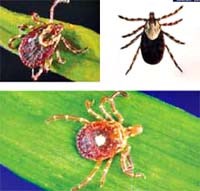   Đề phòng bệnh sốt mò từ một số nơi có nguy cơ