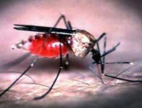 Điểm báo về các thông tin liên quan đến y tế ngày 05 và 06 tháng 03 năm 2010