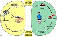 Thiếu men G6PD (Glucose 6 phosphate dehydrogenase) trên màng hồng cầu và sốt rét đái huyết sắc tố