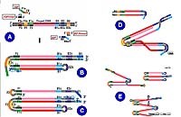 Nghiên cứu ứng dụng phương pháp tổng hợp DNA sản phẩm đa mồi trong chẩn đoán phân tử xác định và phân biệt ký sinh trùng