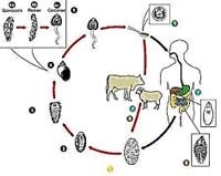 Điểm báo về các thông  tin liên quan đến y tế ngày 28 & 29 tháng 3 năm 2010