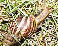 Ăn ốc sống chưa nấu chín, coi chừng bị viêm não-màng não