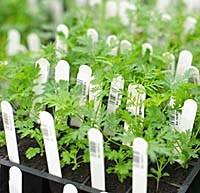 Những “khoảng trống” kiến thức về vị thuốc chiết xuất từ cây Thanh hao hoa vàng