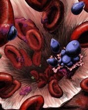 Các nhà khoa học Mỹ đã tìm ra đích tác dụng lý tưởng  để đưa ra liệu pháp điều trị sốt rét tối ưu