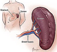 Chỉ số lách sưng có ý nghĩa đặc biệt quan trọng trong dịch tễ học bệnh sốt rét