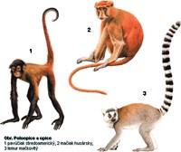 Loài ký sinh sinh trùng sốt rét ở khỉ Plasmodium knowlesi   có nguy cơ lan rộng và đe dọa tính mạng con người