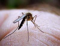 Tử vong vì bị nhầm sốt rét với sốt xuất huyết