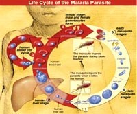 Một trẻ em ở Lào bị sốt rét nặng được cứu chữa kịp thời