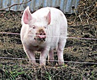 Bệnh do liên cầu lợn Streptococcus suis truyền từ lợn sang người