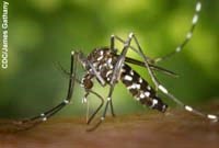 Kết quả giám sát dịch tễ sốt dengue/sốt xuất huyết dengue tại các tỉnh, thành phố tháng 2 năm 2010