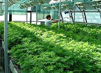 Thông tin cập nhật về nghiên cứu đánh giá hiệu lực thuốc sốt rét và kháng thuốc trên toàn cầu