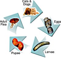 Thận trọng với sán dây chó, mèo Dipylidium canium nhiễm bệnh ở người