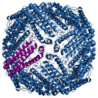 Nguy hiểm do thiếu hoặc thừa chất Ferritin hay chất sắt trong cơ thể