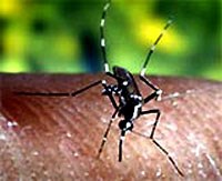 Một số phát hiện thú vị về muỗi