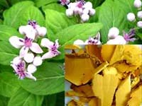 Cây thường sơn chữa sốt rét