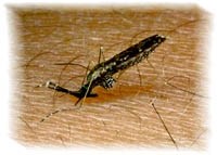 Brazil: Phá rừng làm tình hình mắc sốt rét gia tăng đột biến