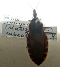 Phát hiện bọ xít hút máu người tại miền Bắc và miền Trung