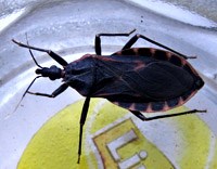 Huế cũng đã phát hiện bọ xít hút máu người