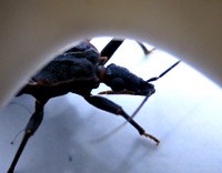 Bọ xít hút máu người truyền bệnh gì ?