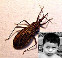 Theo dòng sự kiện quốc tế về bệnh Chagas-một trong những bệnh do véc tơ truyền