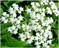 Quinine, một loại thuốc sốt rét cổ điển nhưng rất lợi hại