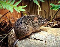 Tổng hợp thông tin về 2 trường hợp sốt xuất huyết thể thận do Hantavirus đầu tiên tại Việt Nam