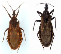 Kết quả điều tra bước đầu bọ xít hút máu người tại miền Trung và những cảnh báo cần thiết về loài bọ xít này