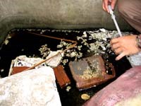 Bộ Y tế thành lập các đoàn kiểm tra, giám sát phòng chống dịch sốt xuất huyết, tả và một số dịch bệnh mùa hè ở các khu vực trọng điểm