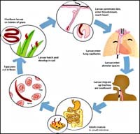 Những khuyến cáo cần thiết làm hạn chế kháng thuốc điều trị giun, sán & đơn bào tiêu hóa