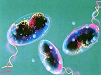 Điểm báo về các thông tin liên quan đến y tế ngày 9, 10 & 11 tháng 7 năm 2010