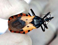 Điểm báo về các thông tin liên quan đến y tế ngày 16, 17. 18 & 19 tháng 7 năm 2010