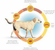 Trả lời câu hỏi của bạn đọc về loài bọ chét