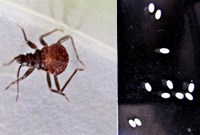 Trứng bọ xít hút máu bắt tại Huế đã nở con