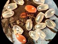 Cần phát hiện cả trứng bọ xít hút máu