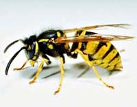 Đừng để thảm họa ong vò vẽ đốt