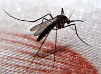 15 vị trí quanh nhà cần xử lý để phòng sốt xuất huyết