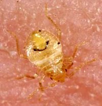 Nhận diện rệp giường hút máu