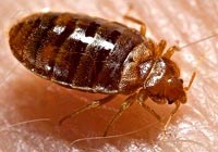 Rệp không có vai trò truyền bệnh quan trọng